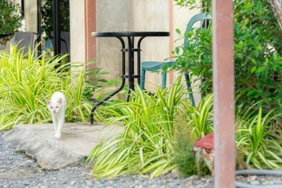 Malinee Resort – Photos 15